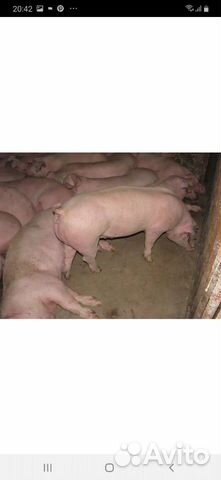 Домашние свиньи купить на Зозу.ру - фотография № 1