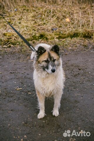 Шикарная собака купить на Зозу.ру - фотография № 5