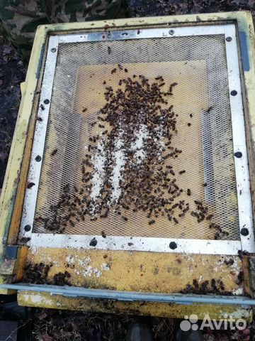 Пчелы, пчелосемьи купить на Зозу.ру - фотография № 3