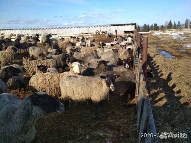 Овцематки, ярки, бараны - Катумские купить на Зозу.ру - фотография № 1