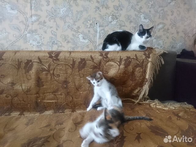 Котята и кошка купить на Зозу.ру - фотография № 1