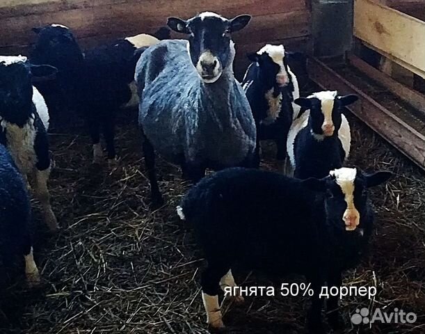 Овцы ягнята купить на Зозу.ру - фотография № 2