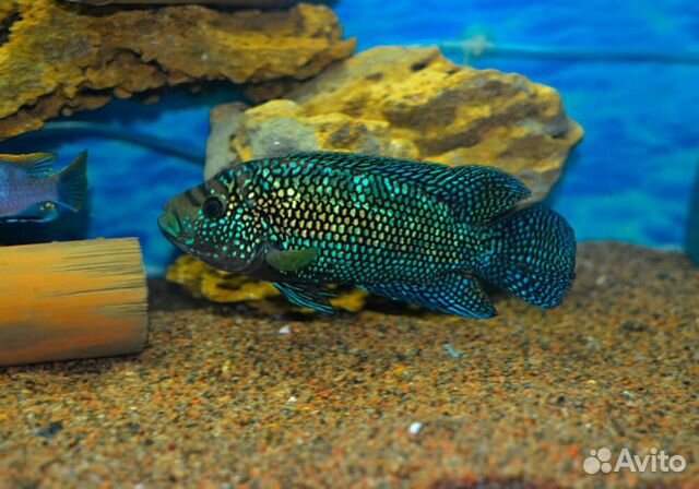 Рыба цихлозома-биоцелатум купить на Зозу.ру - фотография № 2