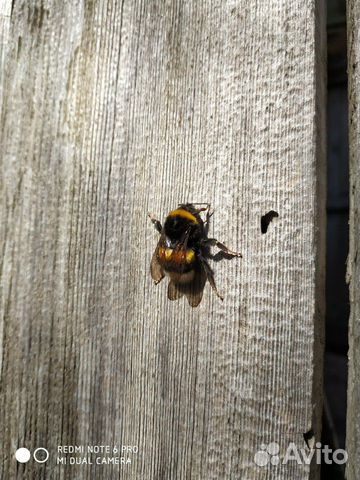 Пчелы, суш, дадан купить на Зозу.ру - фотография № 1