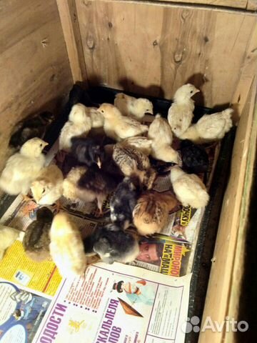 Продаются цыплят возраст 1.5 недели кушают всё вит купить на Зозу.ру - фотография № 2