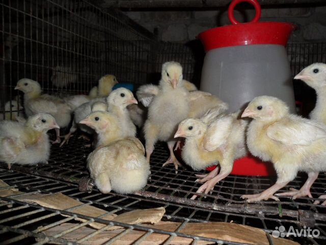 Подрощенные бройлерные цыплята и индюшата купить на Зозу.ру - фотография № 1
