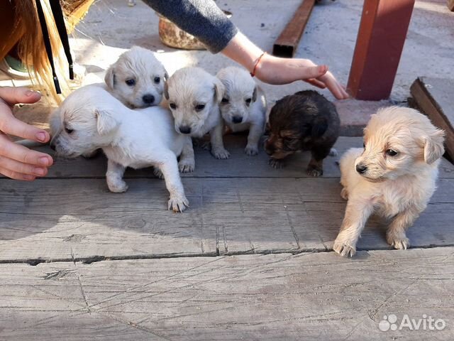 Маленькие щенки купить на Зозу.ру - фотография № 1