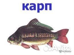 Корм для рыб. Карповый