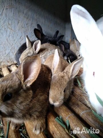 Месячные крольчата купить на Зозу.ру - фотография № 2