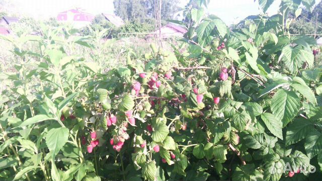 Малина саженцы для посадки: Новость Кузьмина