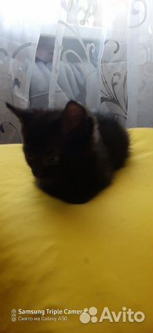 Котята