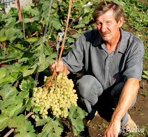 Продаём ирисы, пионы, лилейники, виноград