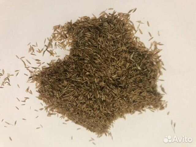 Семена полевица