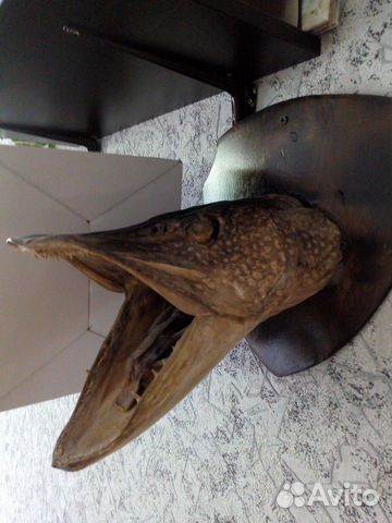 Чучело щуки