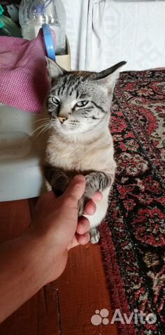 Кот