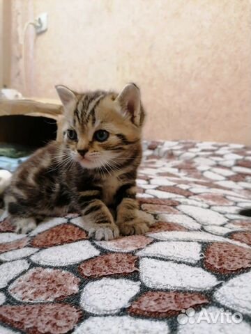 Продам котят породы Скоттиш-страйт(шотландская пря Продам котят породы Скоттиш-страйт(шотландская пря