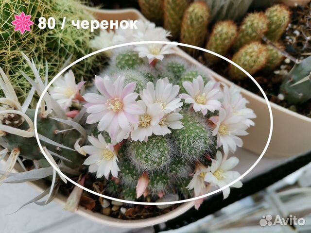 Кактусы, суккуленты, семена Кактусы, суккуленты, семена