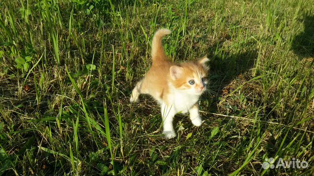 Котенок (кошечка)