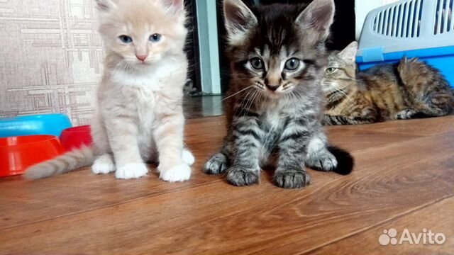 Котята Котята