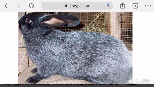 Кролики на развод и на мясо