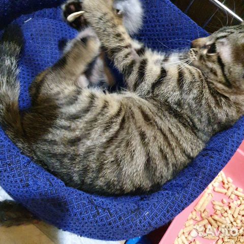 Котенок в ответственные руки