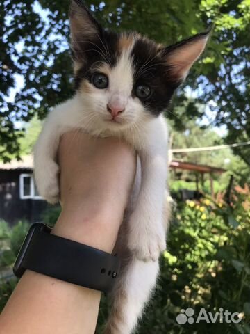 Котята в добрые руки Котята в добрые руки