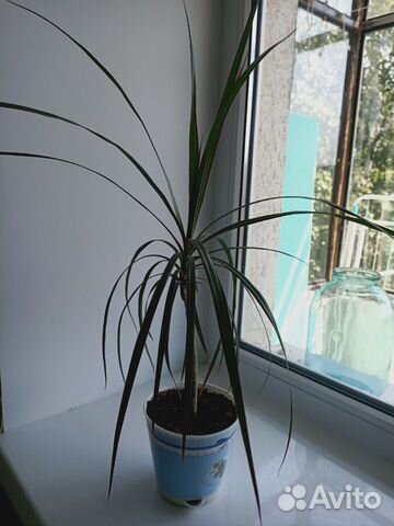 Драцена Драцена