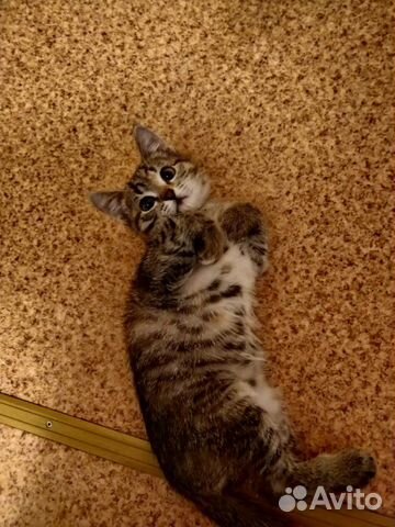 Котенок 2 месяца