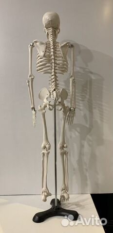 Анатомическая модель человека. Скелет 85 см Анатомическая модель человека. Скелет 85 см