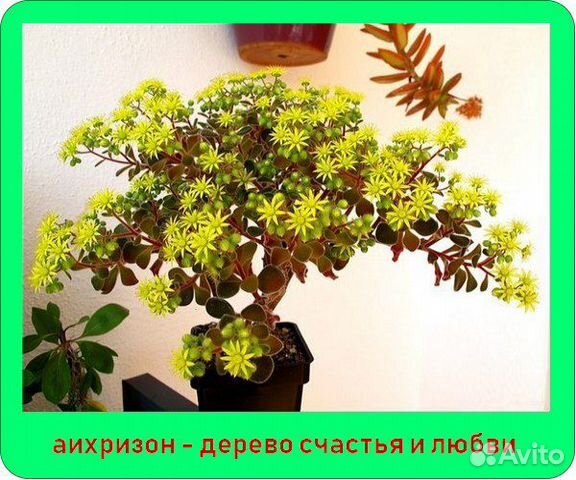 Аихризон - дерево любви Аихризон - дерево любви