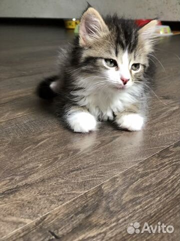 Кошка Кошка