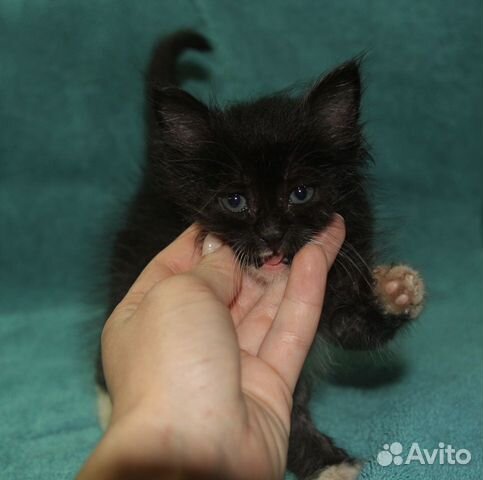 Крошечный котёнок в добрые руки Крошечный котёнок в добрые руки