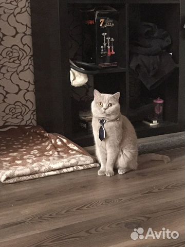 Британец на вязку