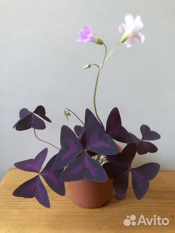 Кислицы, алоэ, рео, крассула Голлум