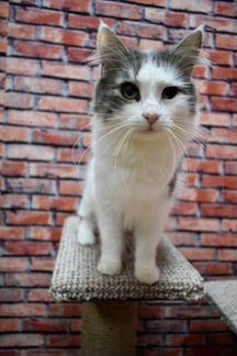 Кот Вини 1,5 года ищет дом