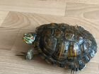 Красноухая черепаха бесплатно в связи с отъездом