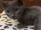 Котенок 2,5 месяца порода Русский голубой объявление продам