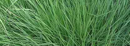 Райграс красный. Райграс однолетний изорский. Мятлик луговой для газона. Овсяница луговая для газона. Райграс красный.