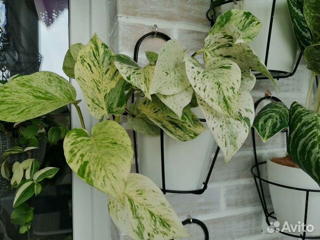 Эпипренумы, сциндапсусы, филодендроны