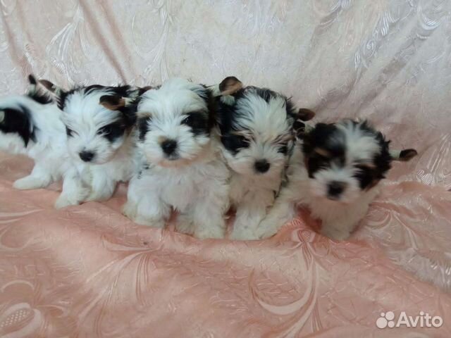 Щенки бивер йорка