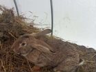 Кролик породы ризен объявление продам
