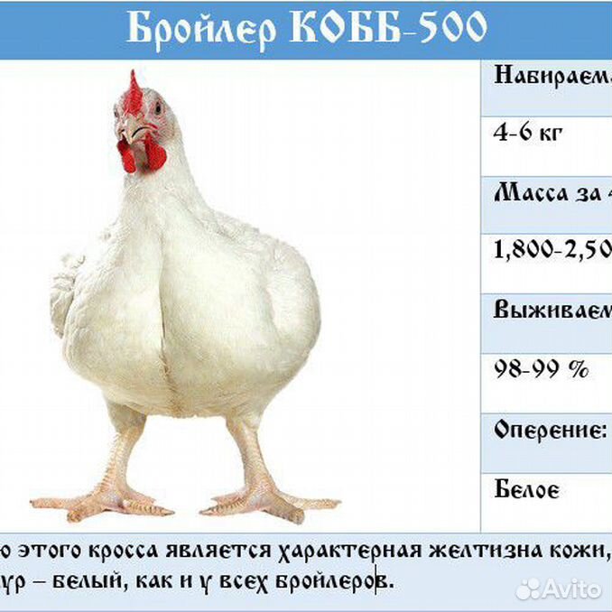 Вес курицы. Бройлеры Кобб 500 и Росс. Венгерский бройлер суточный Кобб 500. Порода цыплят бройлеров Кобб 500. Индюки Кобб 500