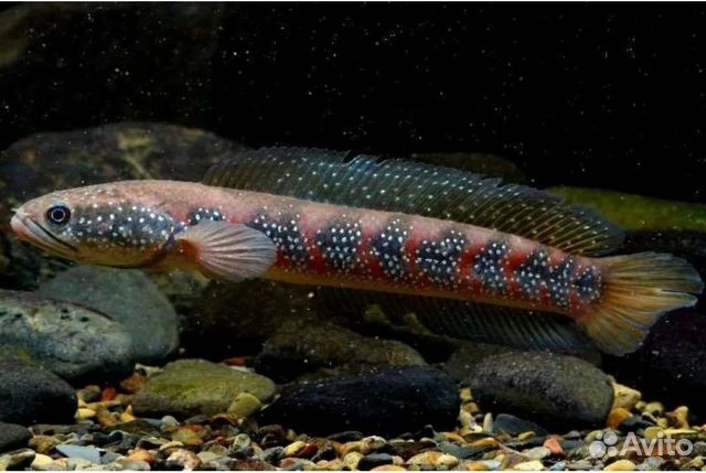 Экзотические рыбки змееголов красная луна