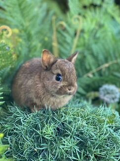 Самые миниатюрные кролики