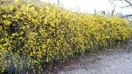 Жасмин голоцветковый