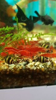 Креветки chery, улитки хелена