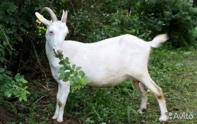 Зааненские козы дойные, козлята