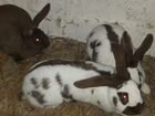 Кролики строкачи объявление продам