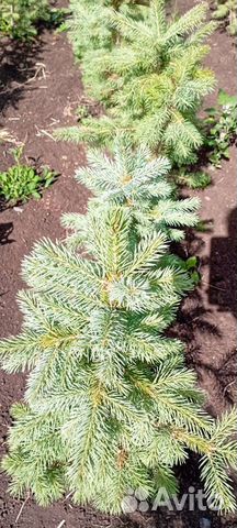 Ель голубая, пихта / доставка