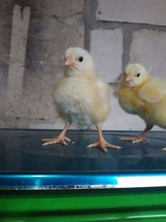 Инкубационное яйцо бройлера